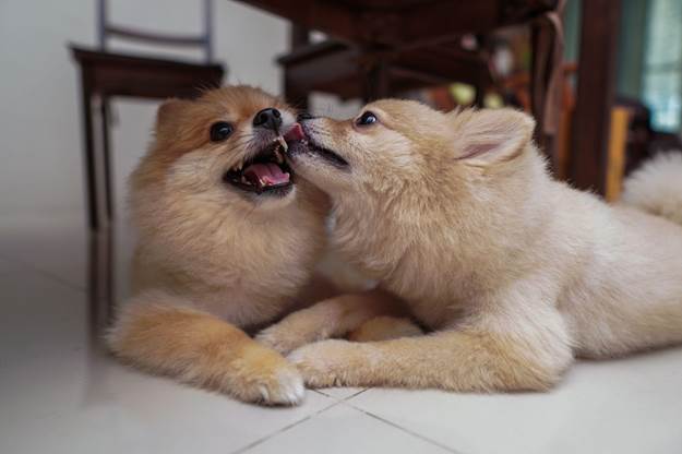 What to Do if Your Dog’s Licking Becomes Obsessive