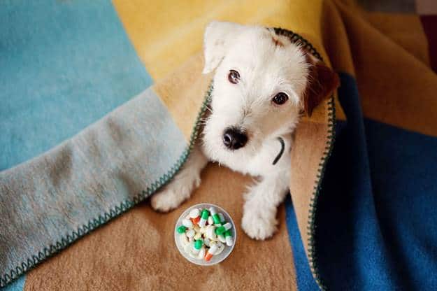 Human Pills That Kill Your Dog