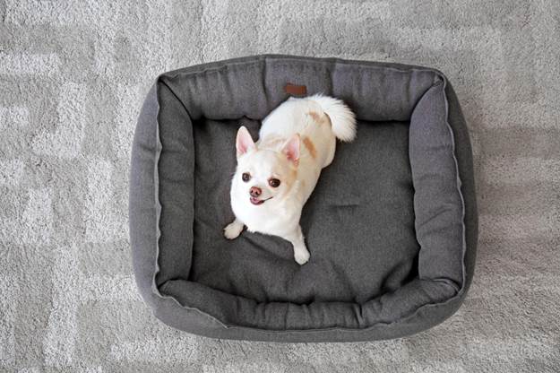 Why Your Dog Humps His Bed