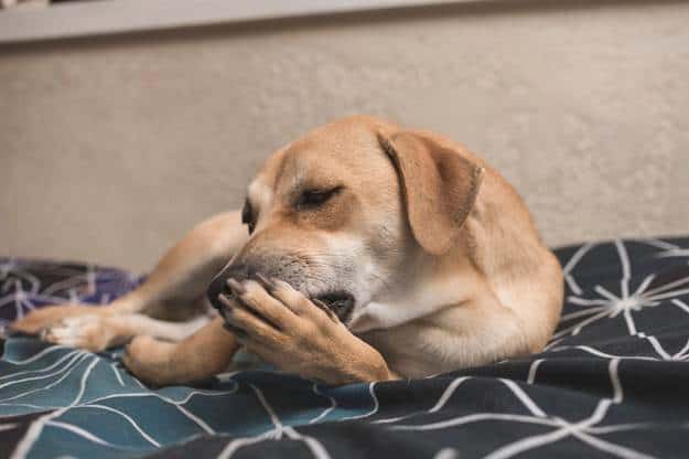Dog Allergies