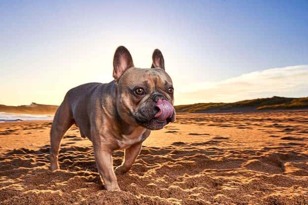 Your Dog is Dehydrated
