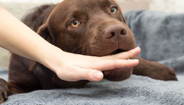 Is Dog Mouthing Aggressive Behavior