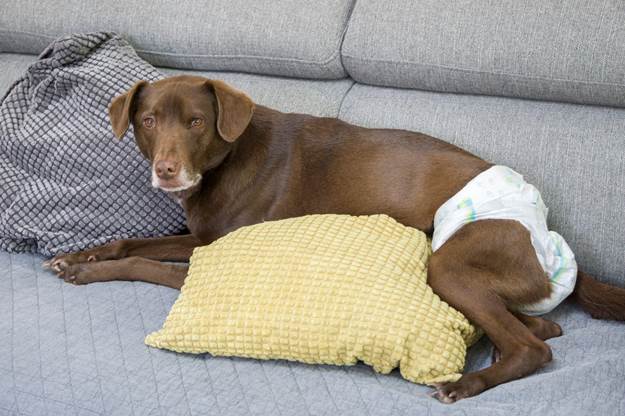 Purchase Dog Diapers