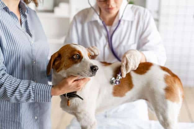 What Should I Do If My Dog Has Ingested Human Medication