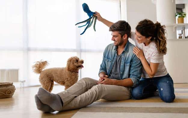 Give Your Dog Some Extra TLC