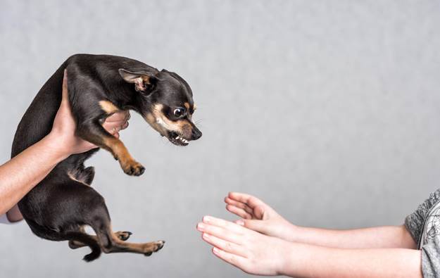 Your Dog is a Dominant Breed Type