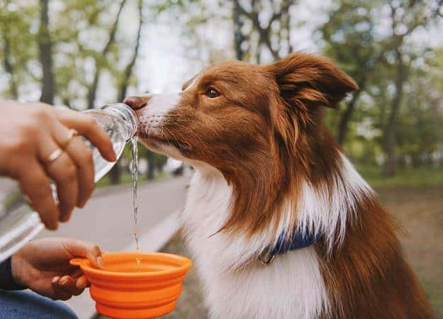 Make Sure Your Dog is Well Hydrated