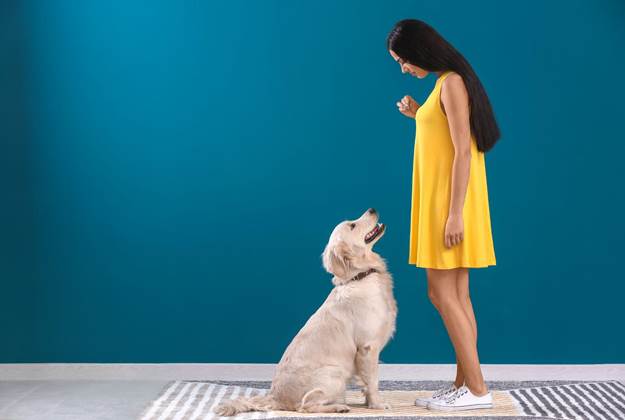 Can You Train Your Dog to Stop Humping