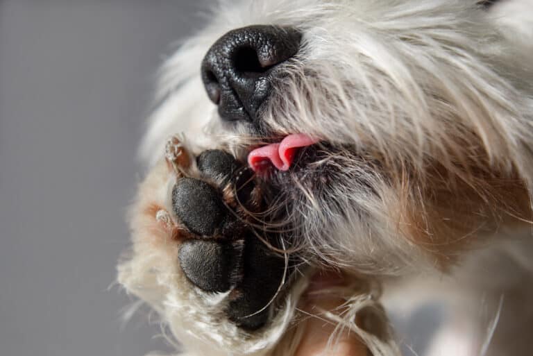 why do dogs lick their paws before bed