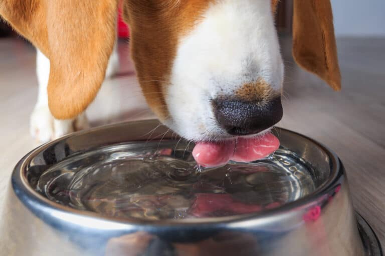 how long can a dog go without water
