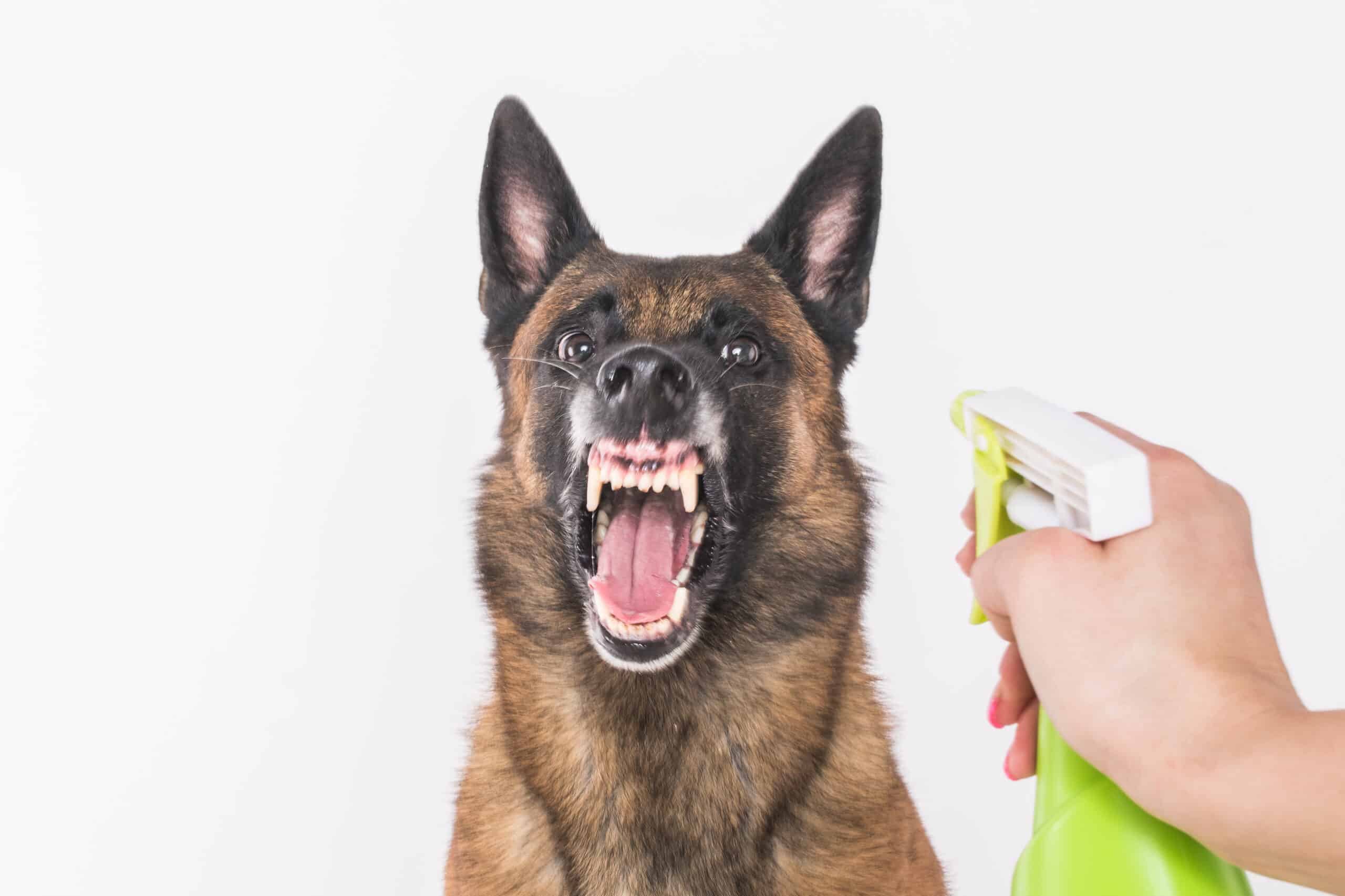 what is the best dog training spray