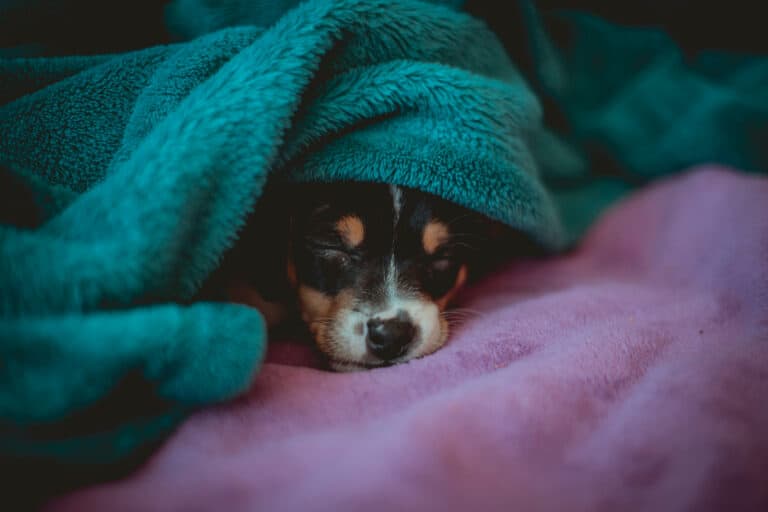 should I wake my puppy up at night to pee
