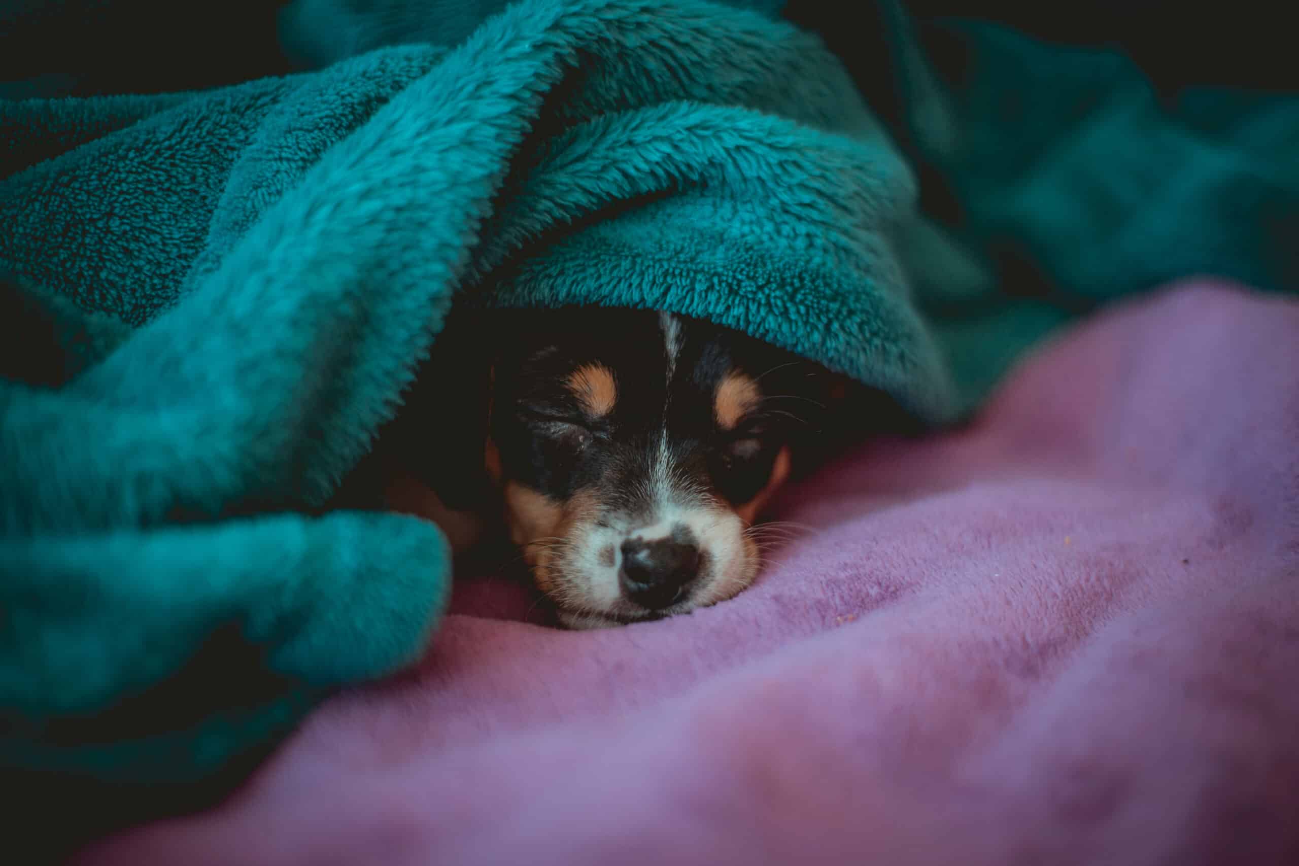 should I wake my puppy up at night to pee