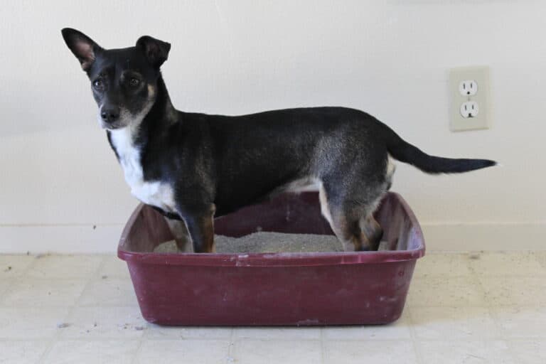litter box training your dog
