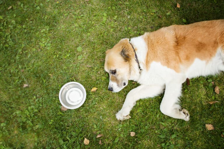 dog not drinking but peeing
