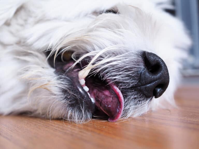 Can A Seizure Kill A Dog