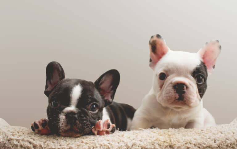Puppy Socialization Classes