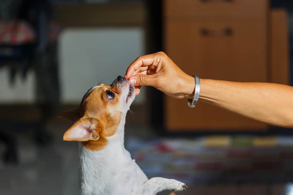 Dog Treats for Sensitive Stomachs