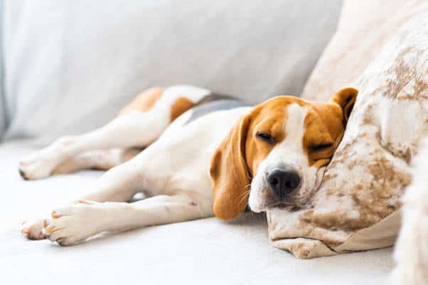 Low Blood Sugar in dogs