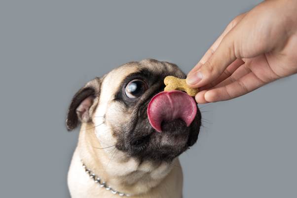 How Much to Feed a Puppy Per Day