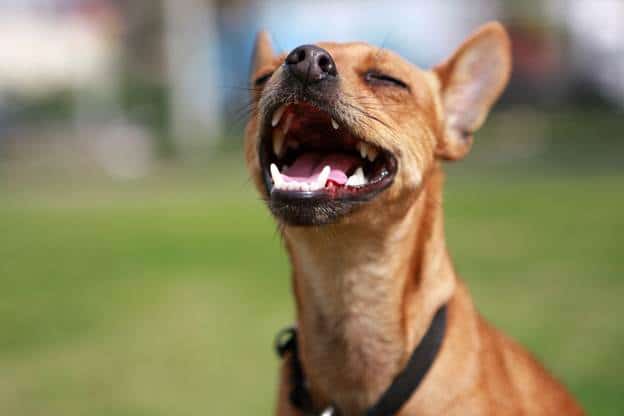 How Can Treats Improve My Dog’s Breath