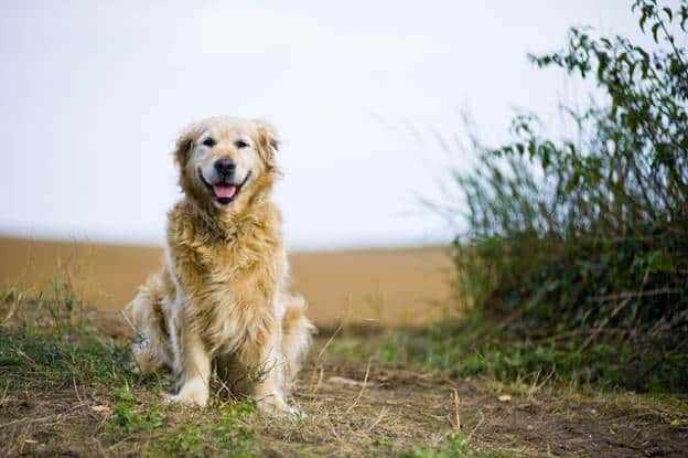 Are Soft Dog Treats Healthy for Senior Dogs
