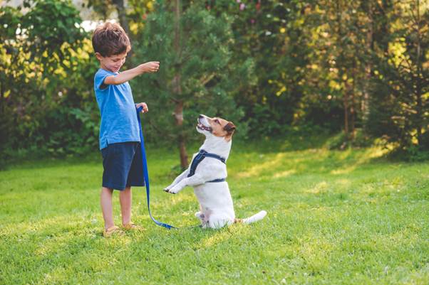 What to Expect During Puppy Socialization Classes