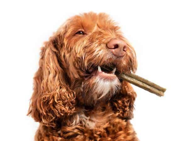 Why Should I Use Vegetarian Treats to Train My Dog