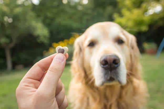How Can I Tell if My Dog Has a Sensitive Stomach