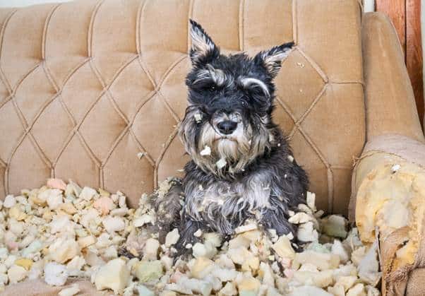 Dogs May Get Anxious