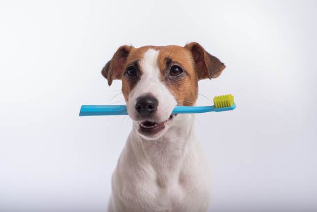 Greenies Puppy 6+ Months Dental Care Chews