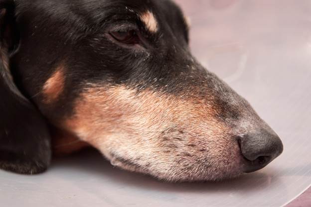 Best Homemade Soft Dog Treats for Old Dogs