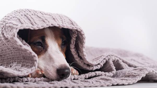 Dog Ear Infection