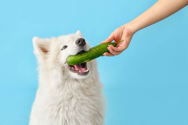 Treats for Long-Term Reinforcement