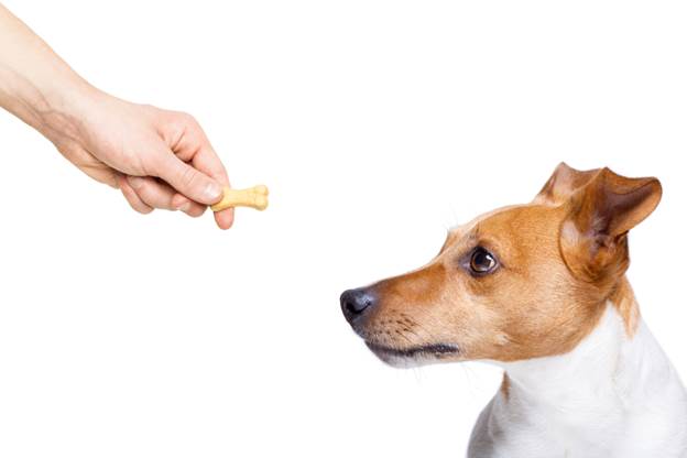 How to Identify Foods That Irritate My Dog’s Stomach