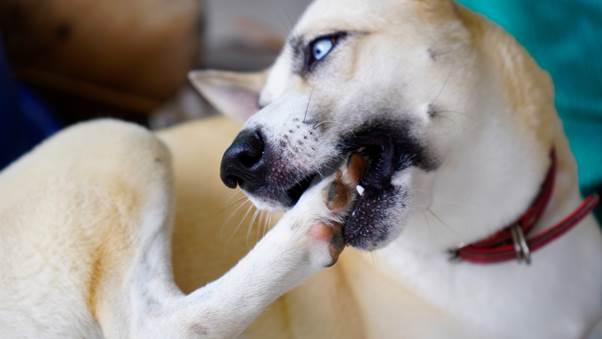Dogs May Start Barking More