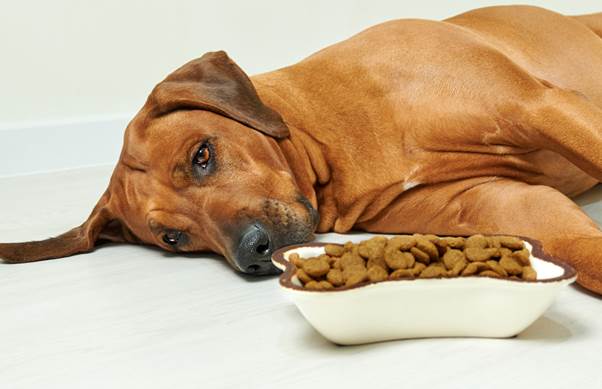 Dogs May Become Depressed