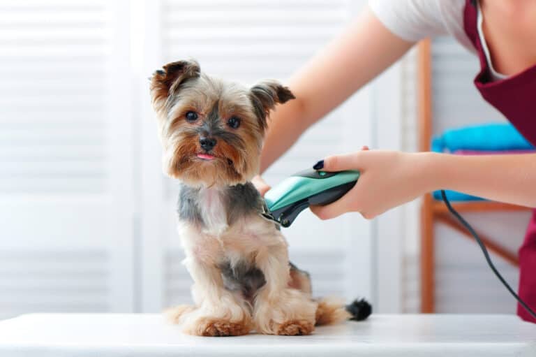 how old should a puppy be to get groomed
