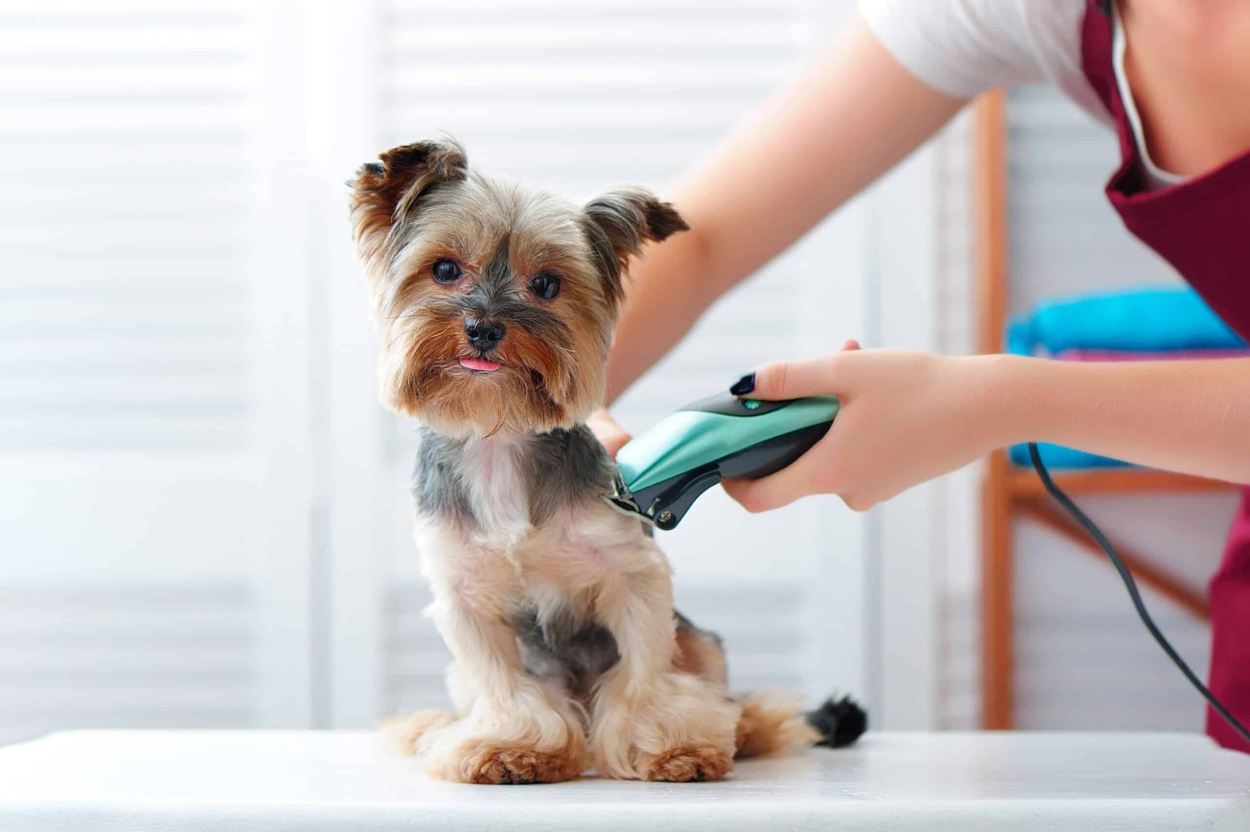 how old should a puppy be to get groomed