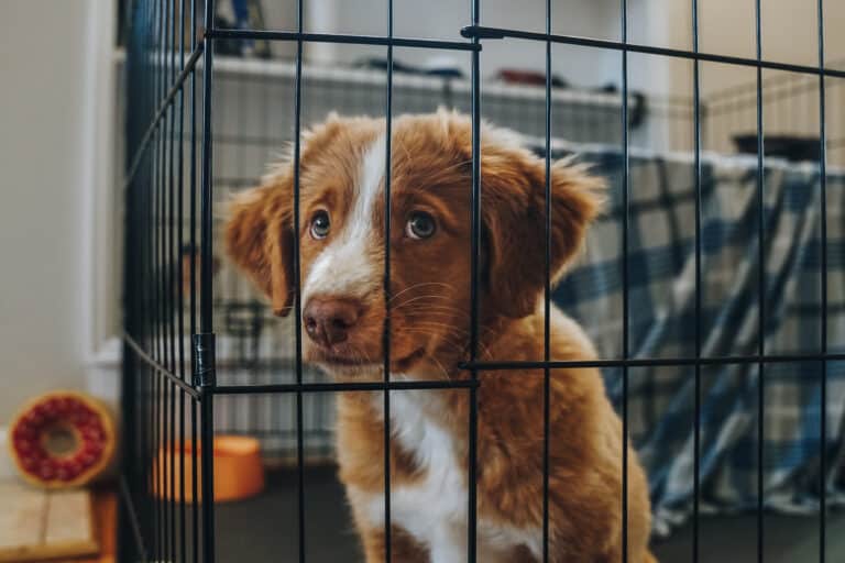 leaving puppies alone