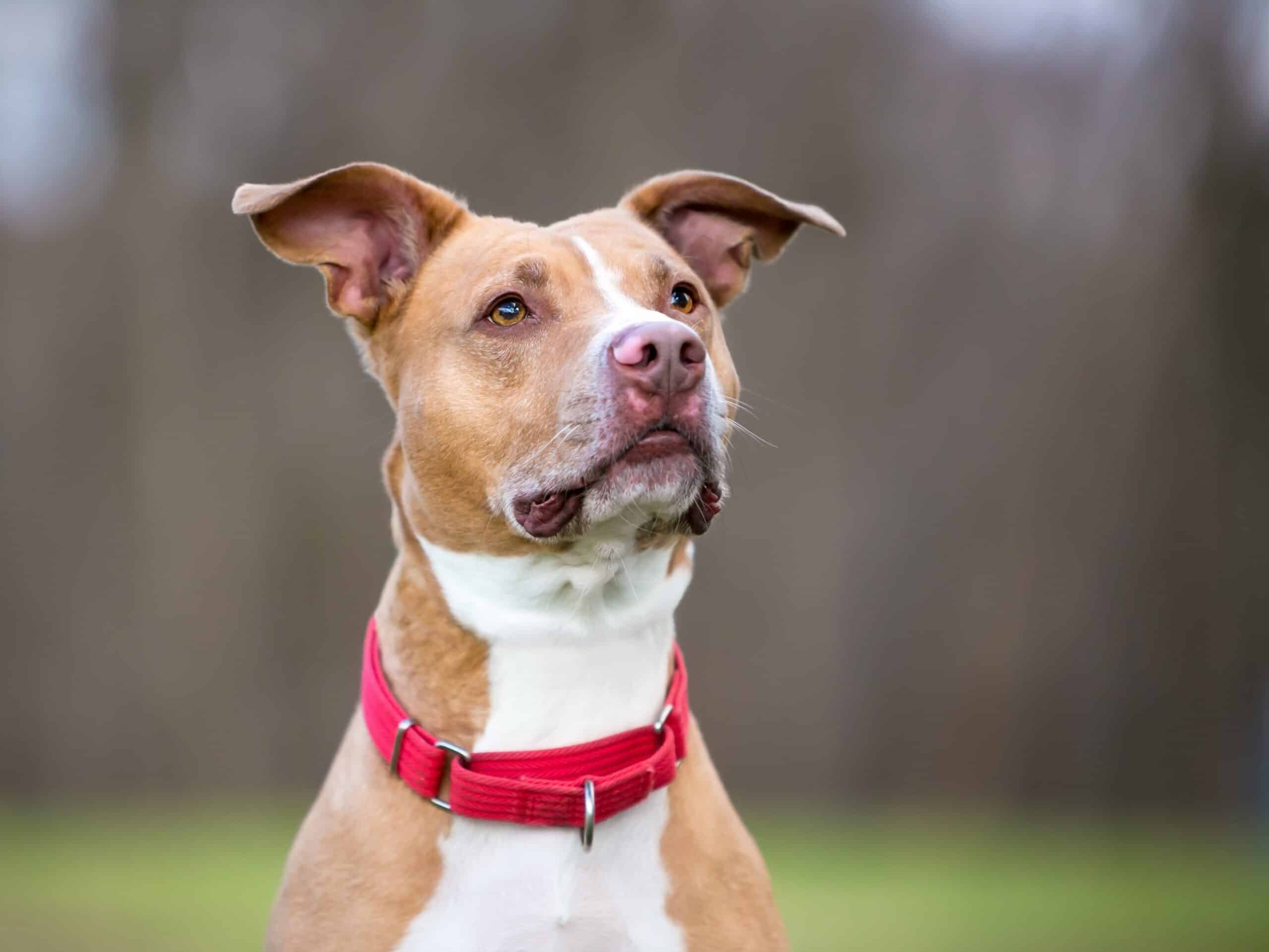 collar for dogs with sensitive skin