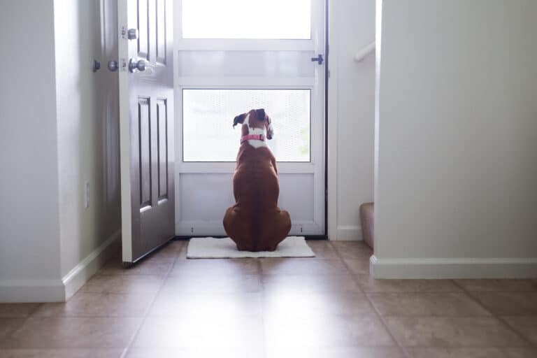 what to do with dog while at work