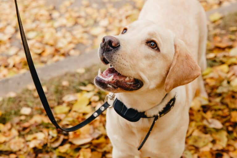 dog wearing vibrating dog collar