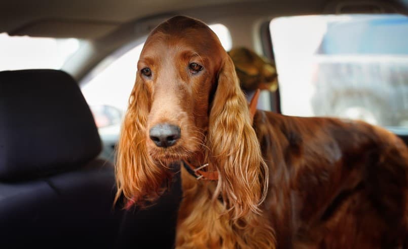 big dog in the car