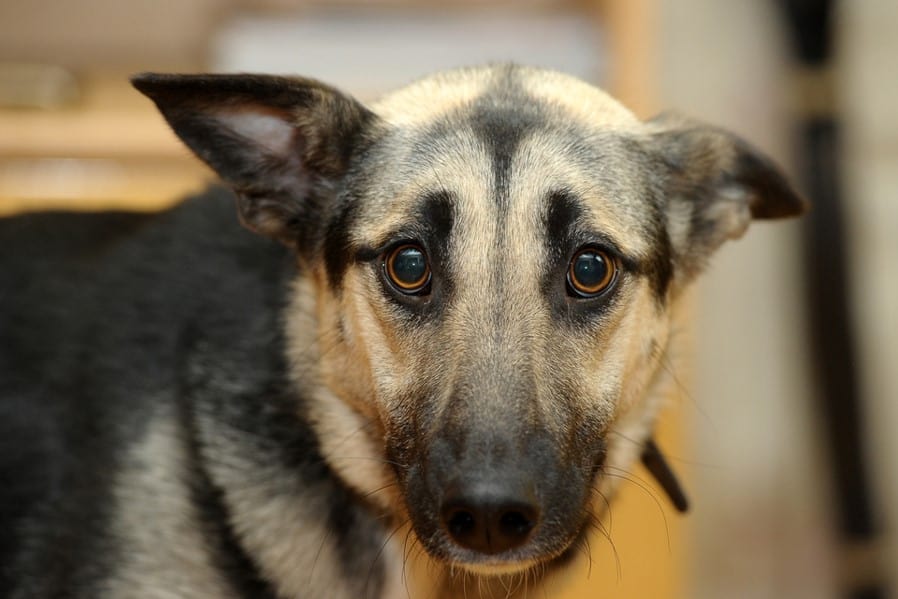 big dog looking at camera