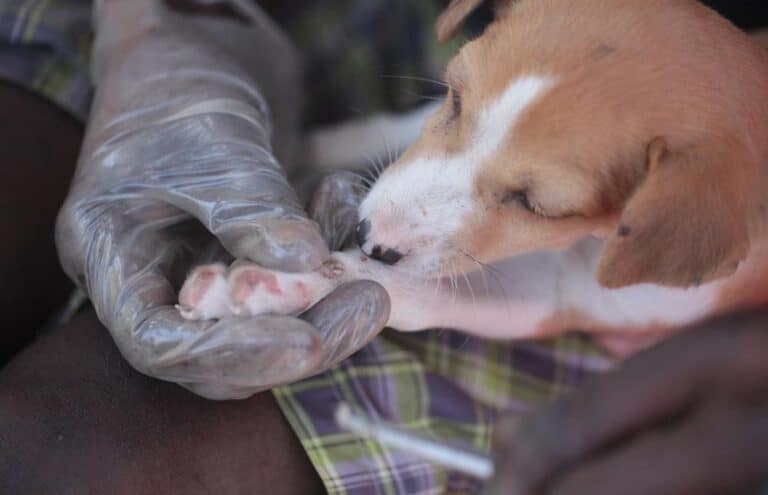 checking dog paws