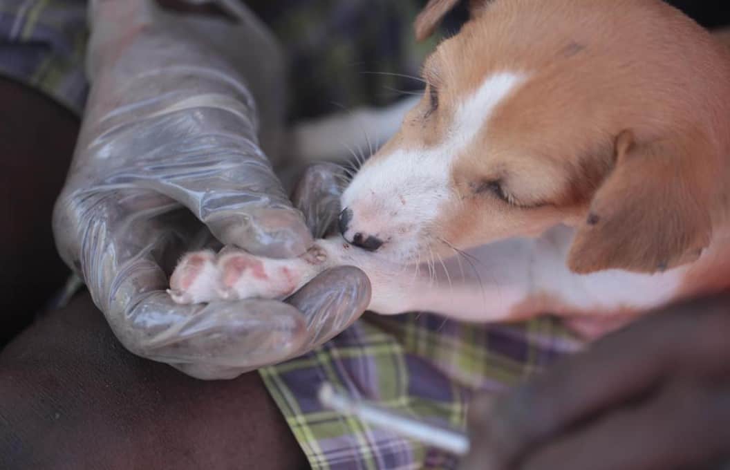 checking dog paws