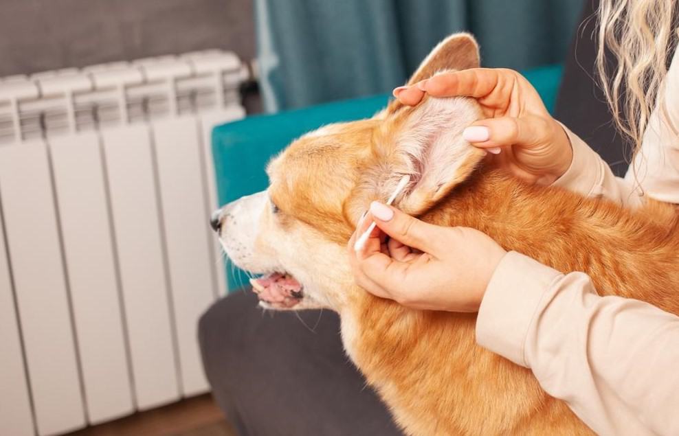 cleaning dog ear with earbuds