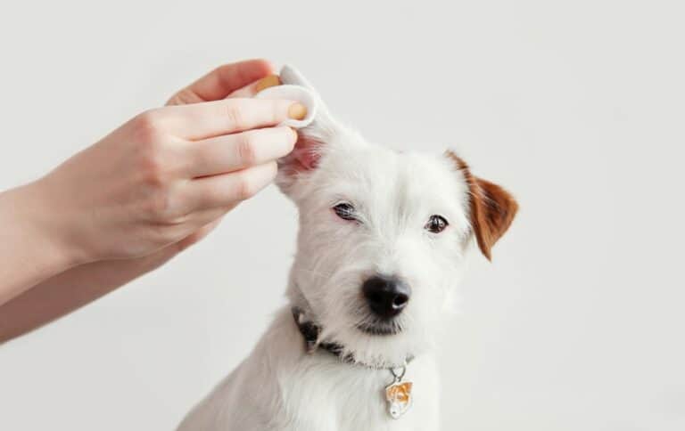 cleaning dog ears