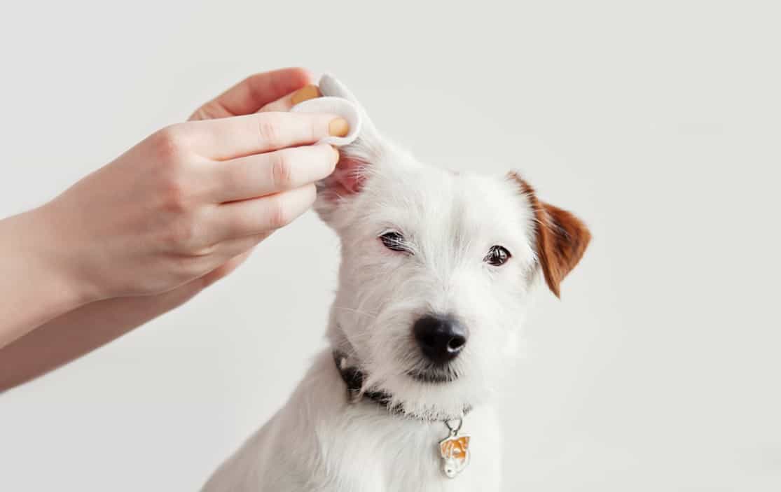 cleaning dog ears